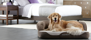 Choosing the Perfect Bed for Your Pet’s Comfort