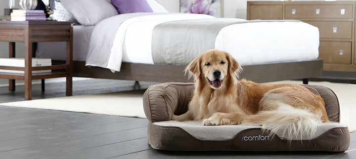 Choosing the Perfect Bed for Your Pet’s Comfort