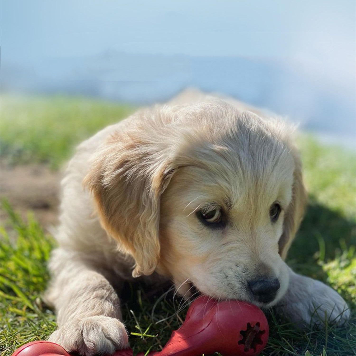 Pet Bite Resistant Rubber Chewing Grinding Toy