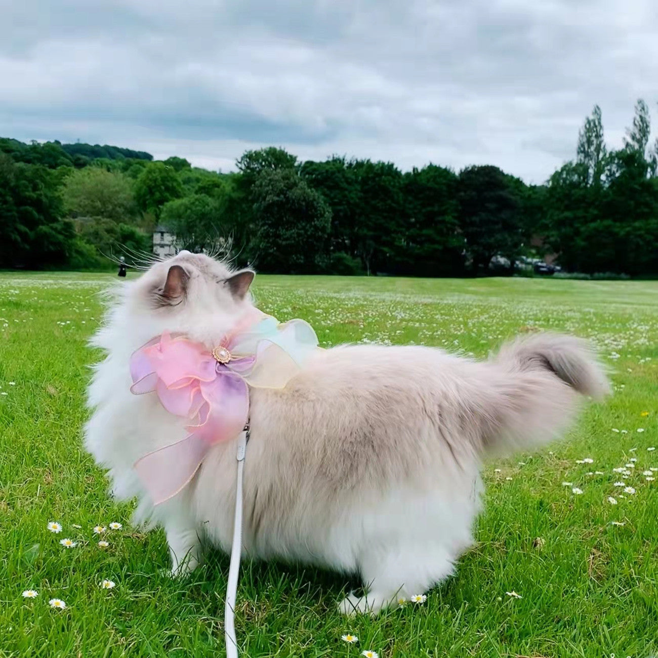 Retractable Butterfly Pet Leash For Safe Control