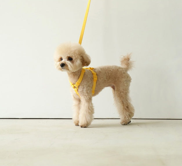 Macaron Style Pet Leash